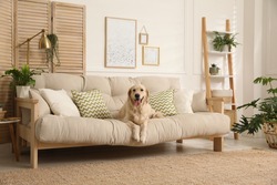 Adorable Golden Retriever Dog On Sofa In Living Room