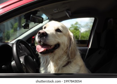 Adorable Golden Retriever Dog On Driver Seat Of Car Outdoors