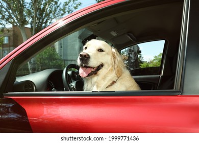 Adorable Golden Retriever Dog On Driver Seat Of Car Outdoors