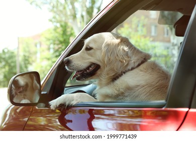 Adorable Golden Retriever Dog On Driver Seat Of Car Outdoors