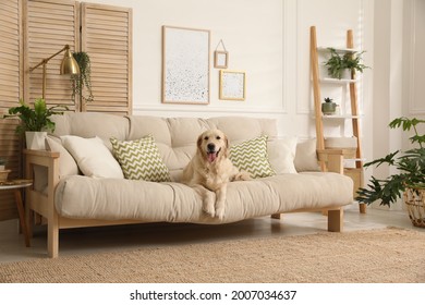 Adorable Golden Retriever dog on sofa in living room
