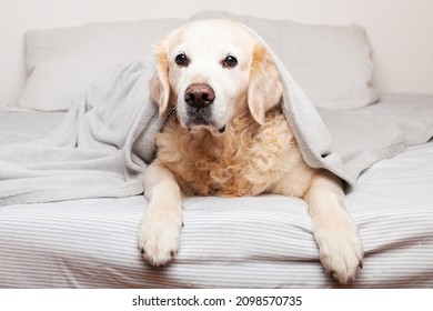 Adorable Golden Retriever Dog On Bed. Pet Warms On Blanket In Cold Winter Weather. Pets Care And Hygge Concept.