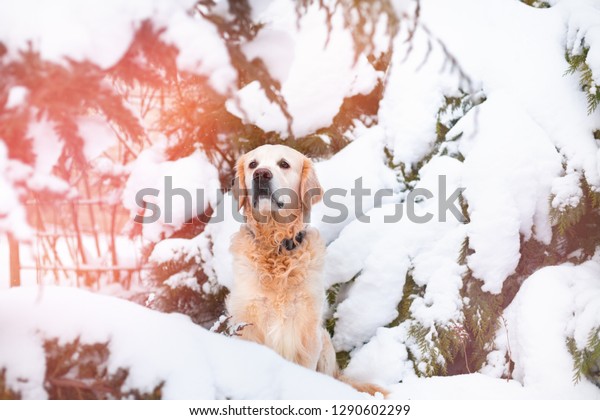 Adorable Golden Retriever Dog On Snow の写真素材 今すぐ編集