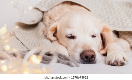 Adorable Golden Retriever Dog Sleeping Under Light Gray Wool Scandinavian  Style Plaid.  Pets Care Christmas Concept. Happy New Year Eve Atmosphere. Holidays Lights On Carpet.