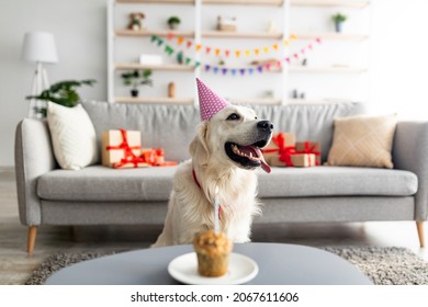 Adorable golden retriever in party hat having birthday, sitting near small b-day cake with candle, celebrating holiday at home. Cute pet dog enjoying festive occasion in living room
