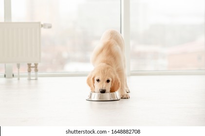 Adorable Golden Retriever Puppy Eating From Bowl Indoors