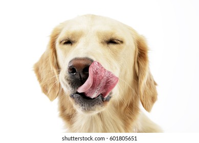 An Adorable Golden Retriever Puppy Licking Her Lips - Studio Shot, Isolated On White.