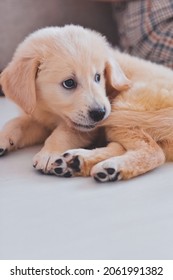 Adorable Golden Retriever Puppy Playing Inside