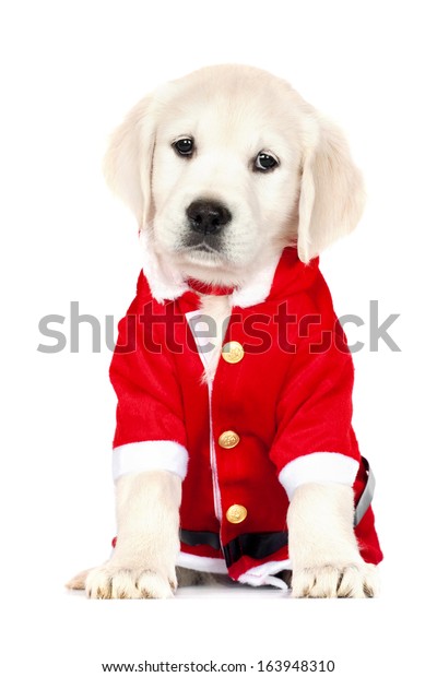 Adorable Golden Retriever Puppy Santa Costume Stock Photo Edit