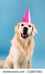 Adorable Golden Retriever Wearing Party Hat Having Birthday, Sitting On The Floor Isolated On Blue Studio Background Wall, Vertical Portrait. Cute Pet Dog Enjoying Festive Occasion Celebrating Holiday