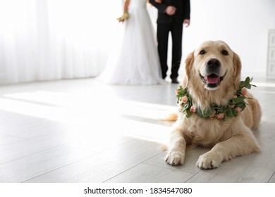 Adorable golden Retriever wearing wreath made of beautiful flowers on wedding. Space for text