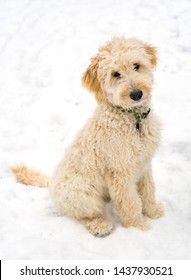 An adorable Goldendoodle dog sitting in fresh snow looking at the camera room for copy.