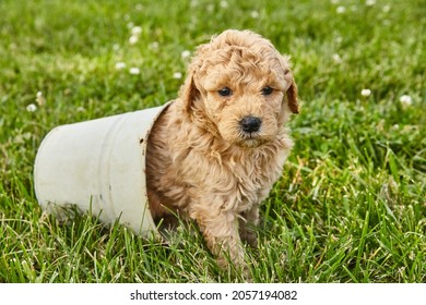 Adorable Goldendoodle puppy sitting inside small pot