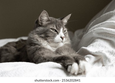 Adorable Gray Cat Eyes Up Close Cuddly on Bed. Cat Whiskers and Face. Cat Yawn - Powered by Shutterstock