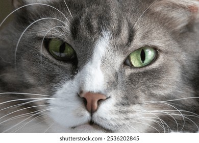 Adorable Gray Cat Eyes Up Close Cuddly on Bed. Cat Whiskers and Face. Cat Yawn - Powered by Shutterstock