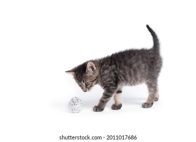 Adorable gray cat playing with aluminium foil ball. Cat isolated on a white background