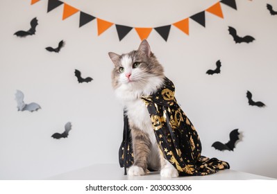 An Adorable Gray Cat Sits In A Halloween Witch Costume On The Background Of Bats. Halloween Pets