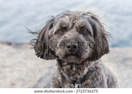 Adorable Gray Cavapoo Dog Face Close Up with Soulful Eyes in Front of Blue Water