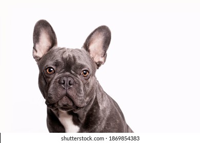 Adorable Gray French Bulldog With Big Ears Portrait  With White Background