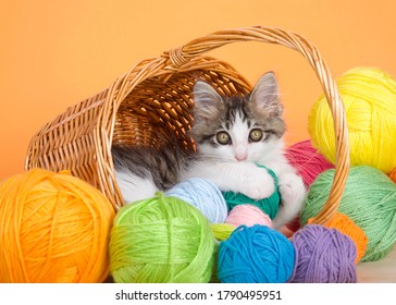 Adorable gray and white kitten peaking out of a brown wicker basket with handle surrounded by balls of yarn, looking directly at viewer holding green ball of yarn. Orange background.
