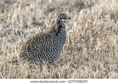 An adorable Greater Prairie-chicken Tympanuchus cupido resting among grass stubbles