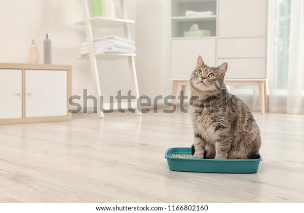 Adorable grey\
cat in litter box indoors. Pet\
care