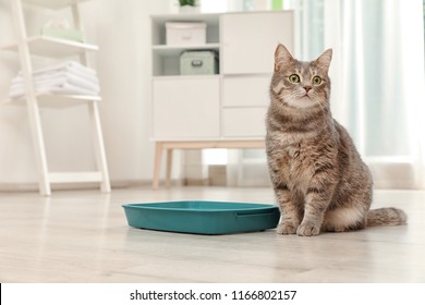 Adorable grey cat near litter box indoors. Pet care