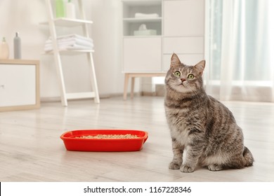 Adorable Grey Cat Near Litter Box Indoors. Pet Care