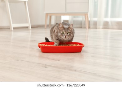 Adorable Grey Cat Near Litter Box Indoors. Pet Care