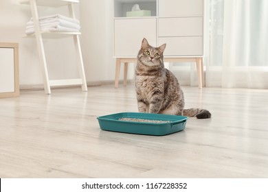 Adorable Grey Cat Near Litter Box Indoors. Pet Care