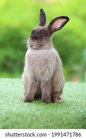 Adorable Grey Rabbit On Green Grass. Teenager Dark Brown Bunny Standing Up Tall For Attention With Green Background In Nature Of Spring.