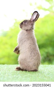 Adorable Grey Rabbit On Green Grass. Teenager Dark Brown Bunny Standing Up Tall For Attention With Green Background In Nature Of Spring.