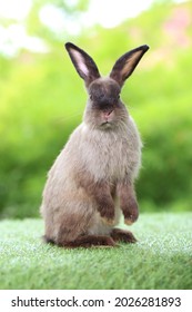 Adorable Grey Rabbit On Green Grass. Teenager Dark Brown Bunny Standing Up Tall For Attention With Green Background In Nature Of Spring.