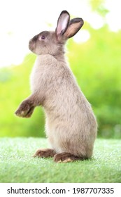 Adorable Grey Rabbit Stands On Green Grass. Teenager Dark Brown Bunny Standing Up Tall For Attention With Green Background In Nature Of Spring.