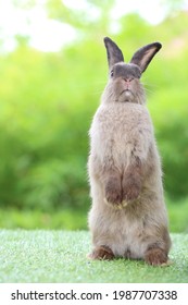 Adorable Grey Rabbit Stands On Green Grass. Teenager Dark Brown Bunny Standing Up Tall For Attention With Green Background In Nature Of Spring.