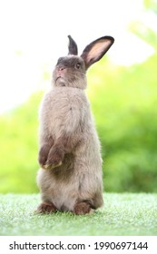 Adorable Grey Rabbit Stands On Green Grass. Teenager Dark Brown Bunny Standing Up Tall For Attention With Green Background In Nature Of Spring.