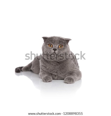 adorable grey scotish fold resting on white background