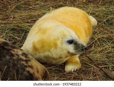 Adorable Grey Seal Pup At Donna Nook