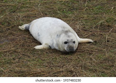 Adorable Grey Seal Pup At Donna Nook