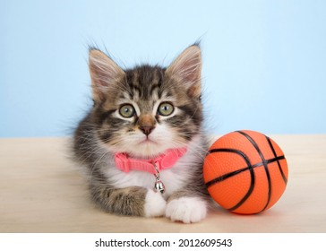 Adorable grey and white polydactyl kitten wearing a pink collar laying on a wood floor next to tiny sized basketball, on blue background. Animal antics fun sports theme.