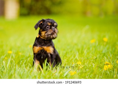 Adorable Griffon Dog Outdoors