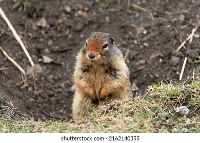 Adorable ground squirrel peeks out of its burrow in Banff National Park