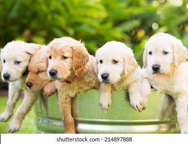 Adorable Group Of Golden Retriever Puppies In The Yard