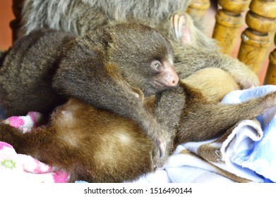 188 Baby sloth eating Images, Stock Photos & Vectors | Shutterstock