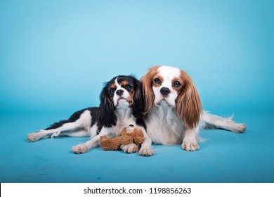 adorable group of two cavalier king charles spaniels in the photo studio on the blue background
