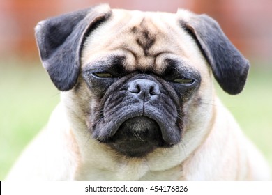 Adorable Grumpy Looking Pug Dog