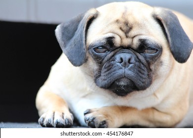 Adorable Grumpy Looking Pug Dog