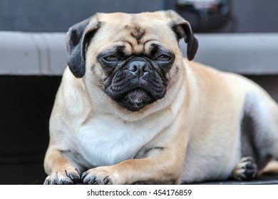 Adorable Grumpy Looking Pug Dog