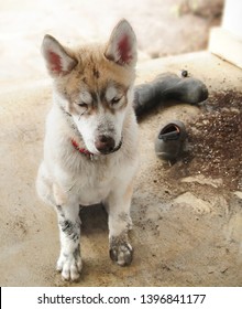 Adorable Guilty Siberian Husky Puppy Dog Covered In Dirt After Digging