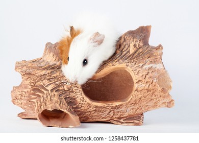 Adorable guinea pig on wooden tunnels isolated on white background. toys for rodents. pet rodent family - Powered by Shutterstock